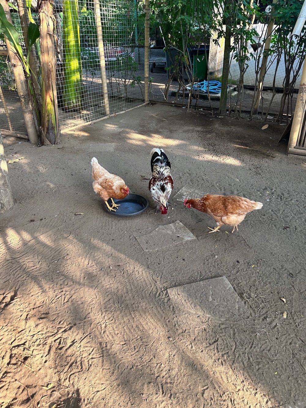 Chickens at the mini farm at Padma Resort Legian