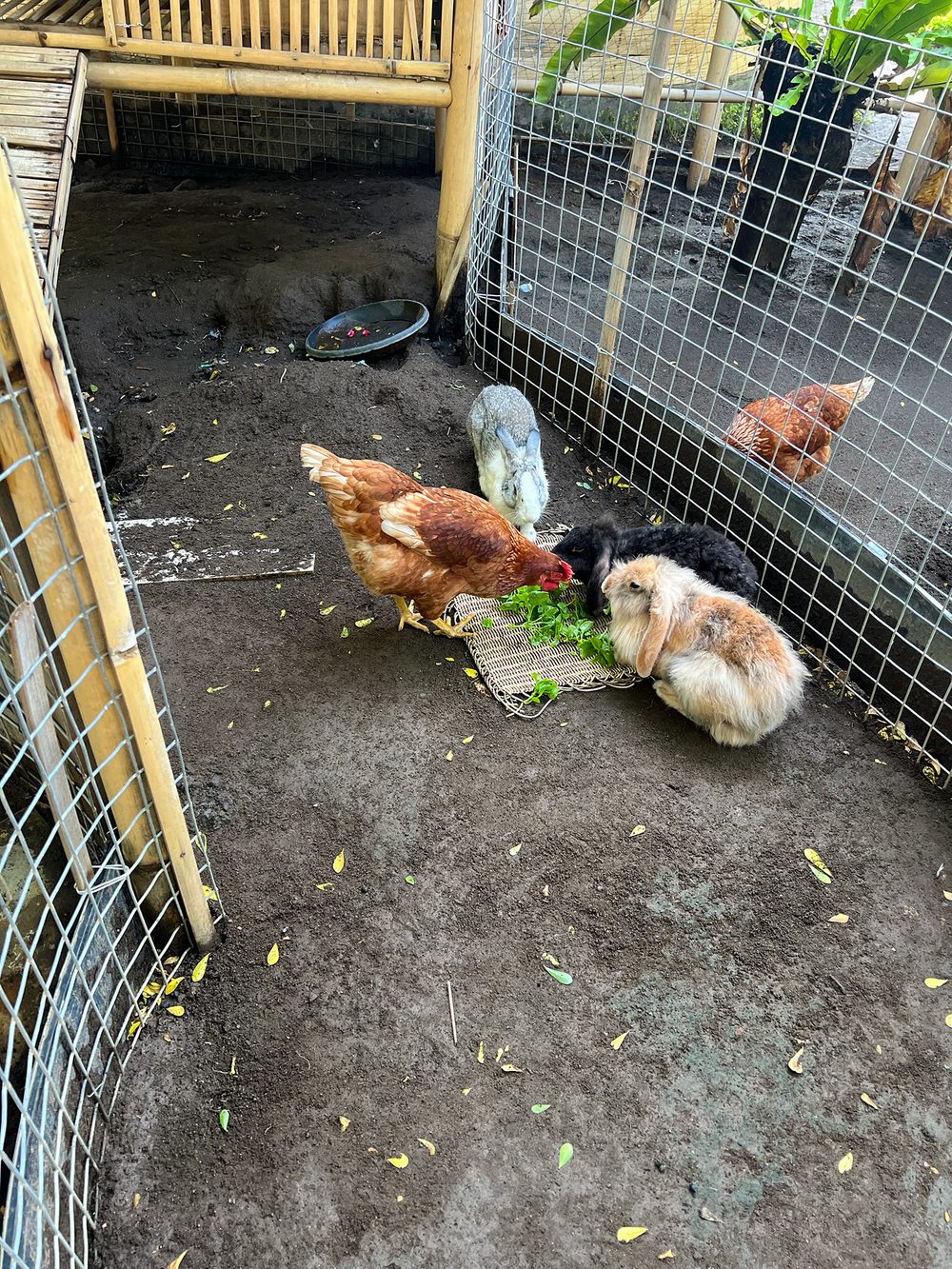 Rabbits and a chicken eating greens at the Padma Resort Legian mini farm